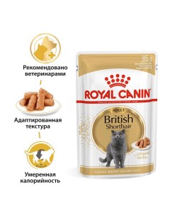 Корм для кошек для британской короткошерстной в соус конс Royal canin