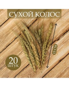 Сухой колос пшеницы набор 20 шт Nobrand