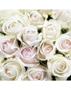 Фотообои на флиз основе 31 0412 FE 3х2 8м Белые розы Decocode