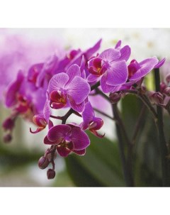 Фотообои на флиз основе 31 0066 FV 3 2 8м Прекрасные орхидеи Decocode