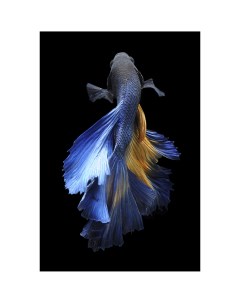 Картина на стекле Рыба 40x60 см Artabosko