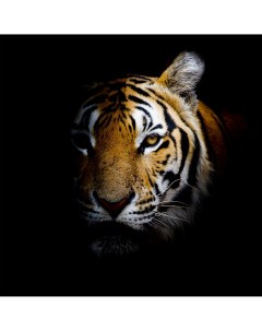 Картина на стекле Непобедимый тигр 40х40 см Artabosko