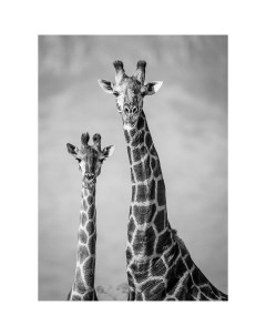Картина на холсте Два жирафа 50x70 см Постер-лайн