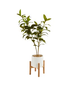 Искусственное растение Дерево 81x14 5 см пластик Без бренда