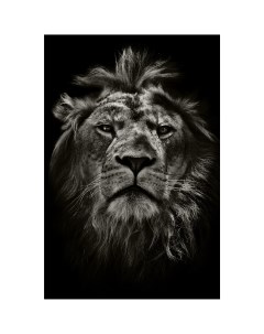 Картина на стекле Мудрый лев 40х60 см Artabosko