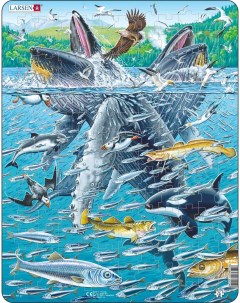 Пазлы Горбатые киты в стае сельди Larsen