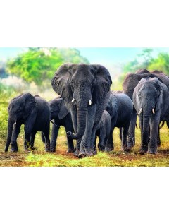 Пазл Африканские слоны 1000 элементов Trefl