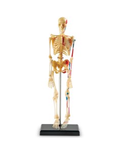 Развивающая игрушка Анатомия человека Скелет 41 элемент Learning resources