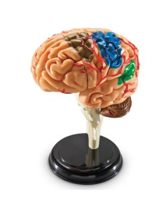 Развивающая игрушка Анатомия человека Мозг 31 элемент Learning resources