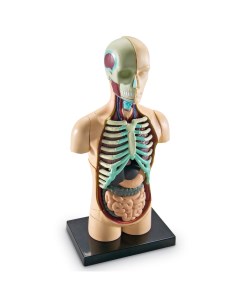 Развивающая игрушка Анатомия человека Тело 31 элемент Learning resources
