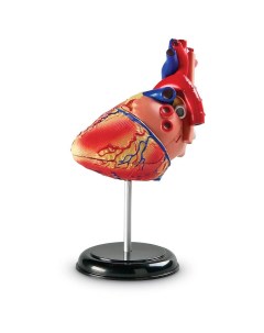 Развивающий набор Анатомия человека Сердце 29 элементов LER3334 Learning resources
