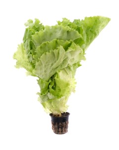 Салат листовой в горшочке Green vitamin