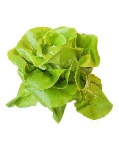 Салат маслянистый зеленый в горшочке 150 г Рост