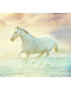 Фотообои Белая лошадь 3031 М Московская обойная фабрика