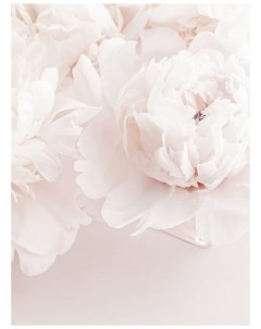 Фотообои Флизелиновые с виниловым покрытием Цветы Пионы 200 x 270 см Barton wallpapers