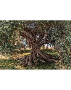 8 531 Фотообои Оливковое дерево 368смх2 54м бумажные Komar