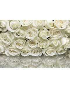 8 314 Фотообои Белые розы 368смх2 54м бумажные Komar