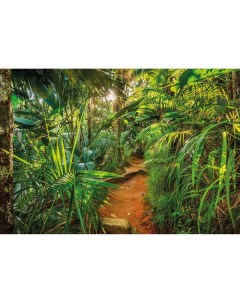 Фотообои Тропинка в джунглях Komar