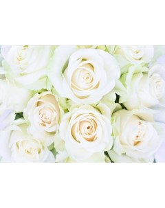 Фотообои Белые розы 2 8х2 м К 192 Симфония