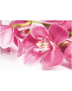 Фотообои BELLISSIMO Орхидея 2 0х1 4м В 044 Симфония
