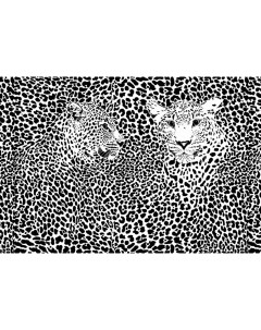 Обои Черно белые леопарды M 704 300х200 см Milan