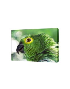 Картина на холсте на стену Зеленый попугай 50х70 см Сити бланк