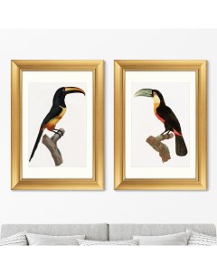 Набор из 2 х репродукций картин в раме Beautiful toucans 1806г 50 5х70 5см Картины в квартиру