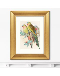 Репродукция картины в раме Love parrots 1850г Размер картины 40 5х50 5см Картины в квартиру