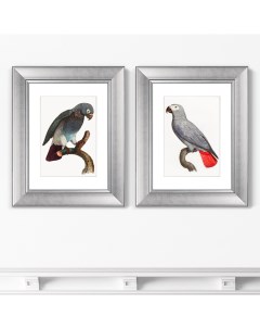 Набор из 2 х репродукций картин в раме Beautiful parrots 2 1872г 40 5х50 5см Картины в квартиру