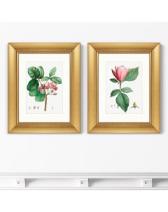 Набор из 2 х репродукций картин в раме Lily magnolia Pistaccia vera 1801г 40 5х50 5см Картины в квартиру