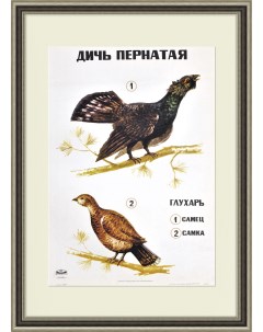 Дичь пернатая большой советский плакат Rarita