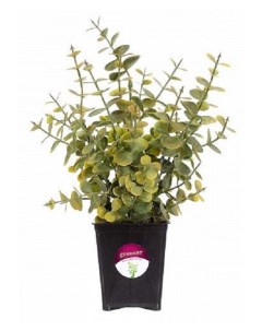 Искусственное растение эвкалипт 25 см Greener