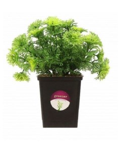 Искусственное растение аспарагус триз 15 см Greener