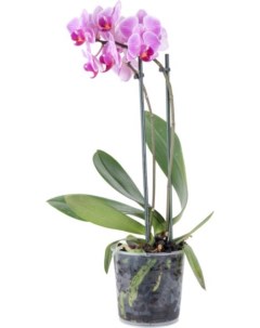 Орхидея Фаленопсис микс h40 см d9 см Best quality