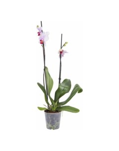 Орхидея фаленопсис микс Bq