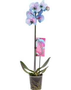 Орхидея Фаленопсис Floreville