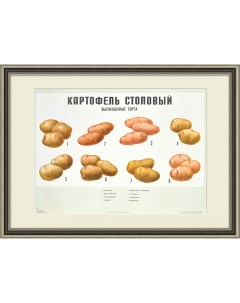 Картофель высокоценные сорта Большой плакат СССР Rarita