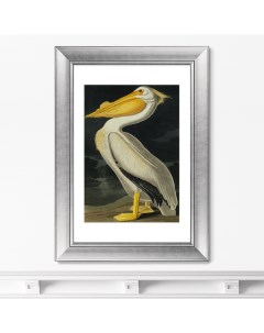 Репродукция картины в раме Американский белый пеликан 1825г Размер картины 50 5х70 5см Картины в квартиру