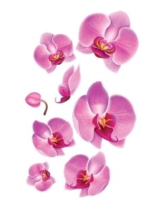 НАКЛЕЙКИ ДЕКОРАТИВНЫЕ ВИНИЛОВЫЕ Розовые орхидеи Divino sticky