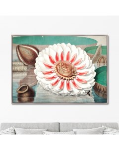 Репродукция картины на холсте A gigantic water lily in bloom 1870г Размер 75х105см Картины в квартиру