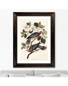 Репродукция картины в раме Band tailed Pigeon 1837г Размер картины 60 5х80 5см Картины в квартиру