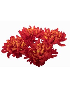 Искусственные цветы хризантемы головки Holodilova
