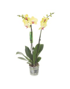 Орхидея Фаленопсис Микс h12 d50 60 см 7 цветов