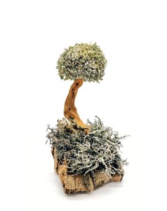 Дерево из цетрарии 18 см Cetraria