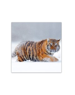 Картина 25х25 Тигр и метель trip1 1 Добродаров