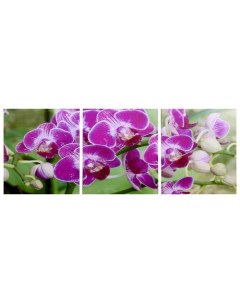 Модульная картина Веточка орхидеи 3 35х35 35х105 см Nobrand