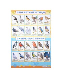 Плакат Зимующие и перелётные птицы А2 Лис