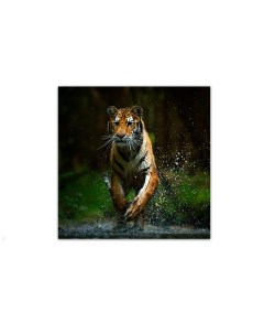 Картина 25х25 Тигр и брызги воды trip1 2 Добродаров
