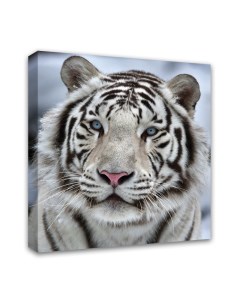 Картина интерьерная Бенгальский тигр 1 038 Симфония