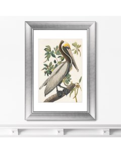 Репродукция картины в раме Американский бурый пеликан 1830г Размер картины 50 5х70 5см Картины в квартиру